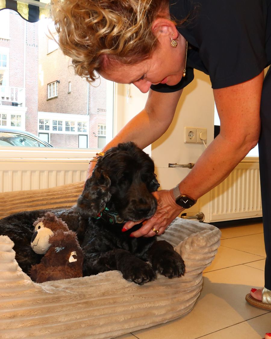 Een medewerker aait de salonhond in zijn mand bij het raam